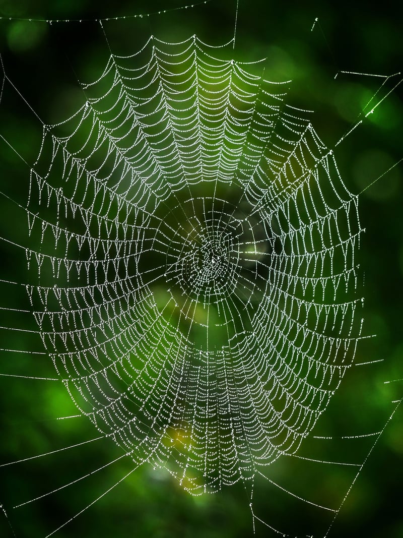 Building Networks