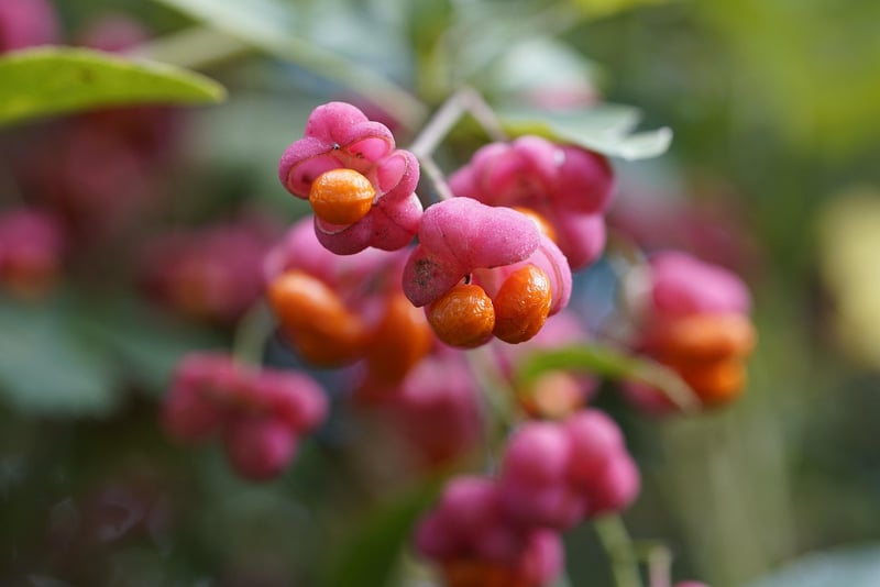 Fruits
