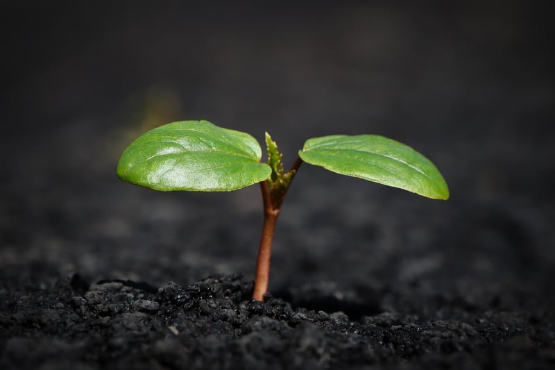 Soil Selection