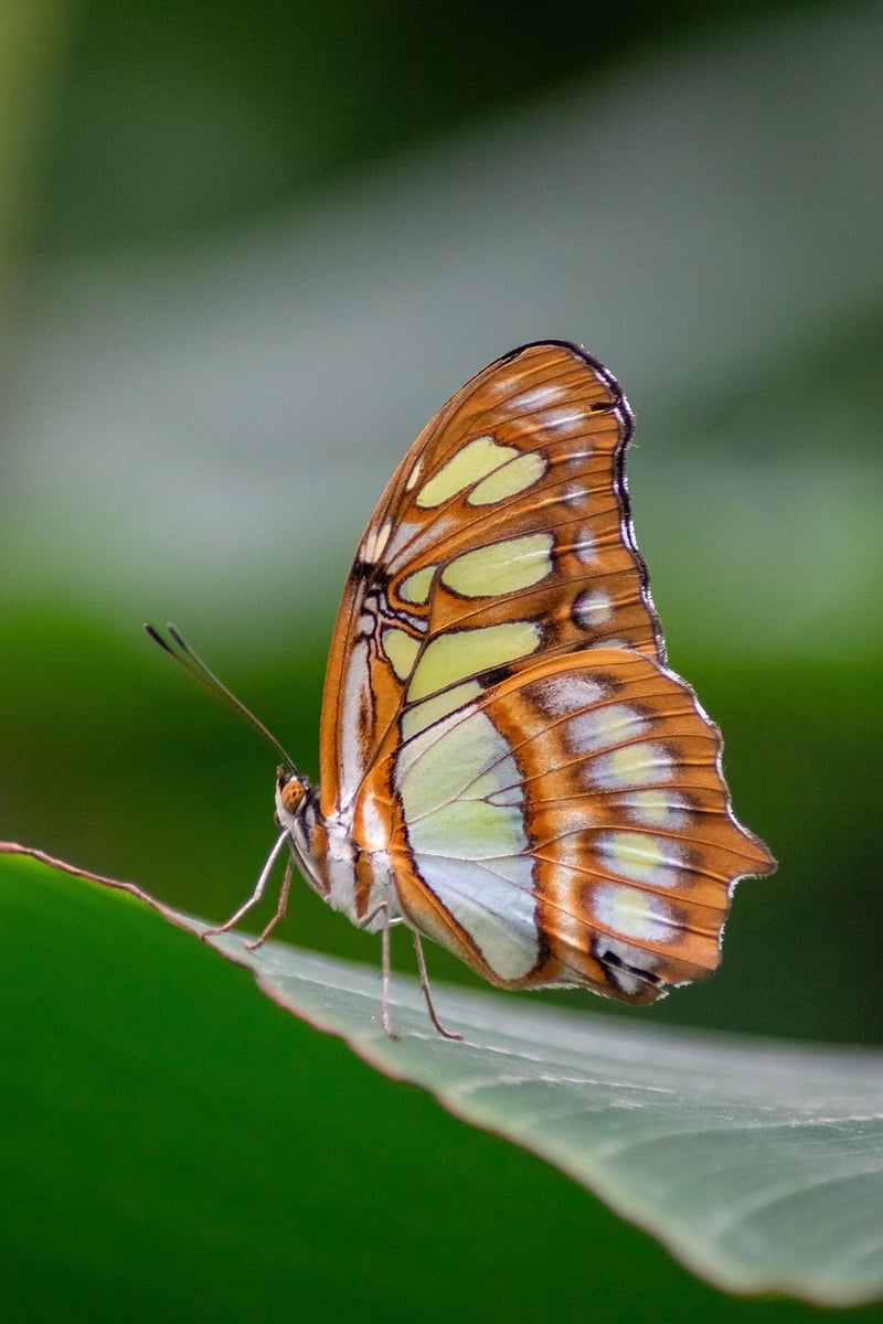 Butterfly in a garden