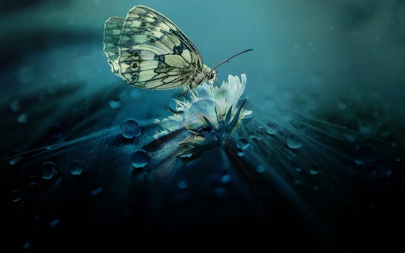 Butterfly on Flowers