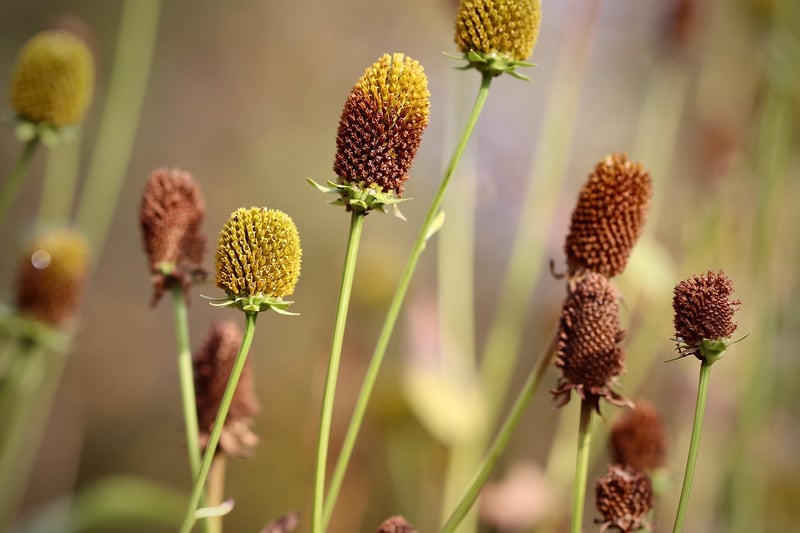 Coneflowers in a garden